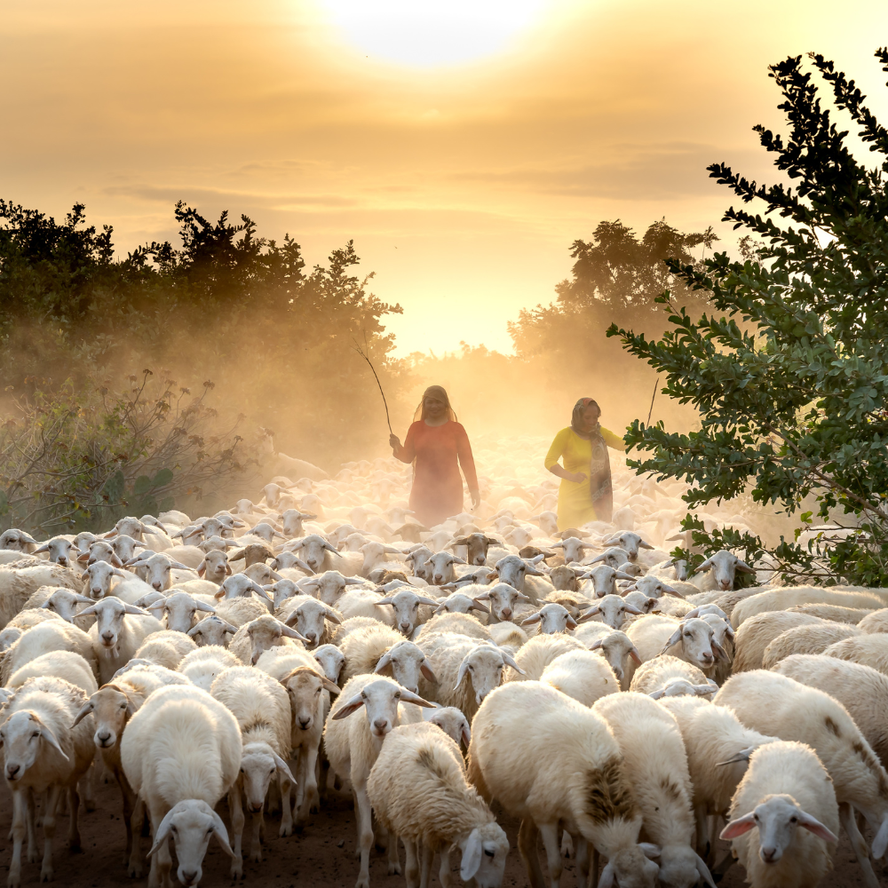 women leading sheep